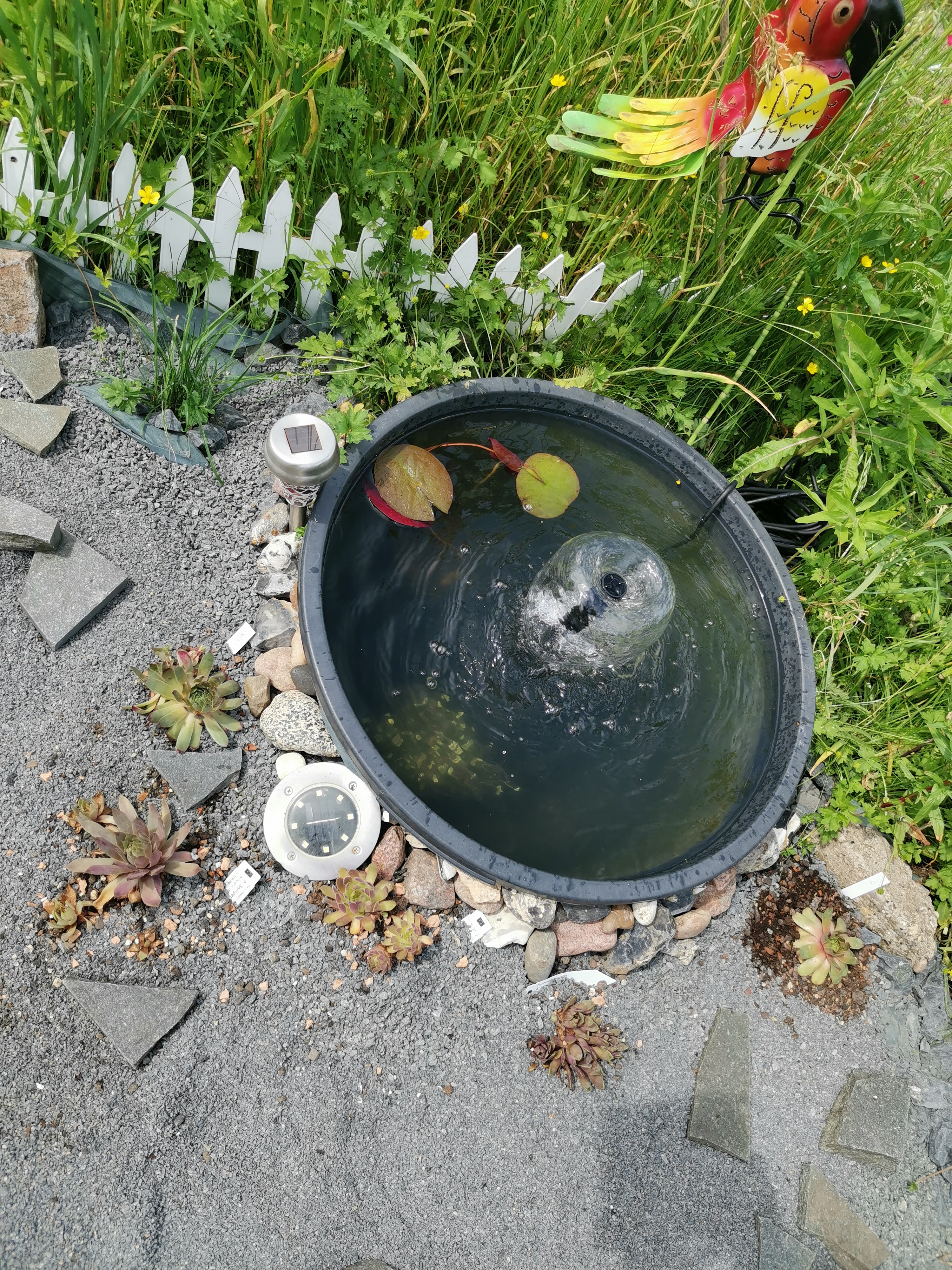 Endlich kein grünes Wasser mehr