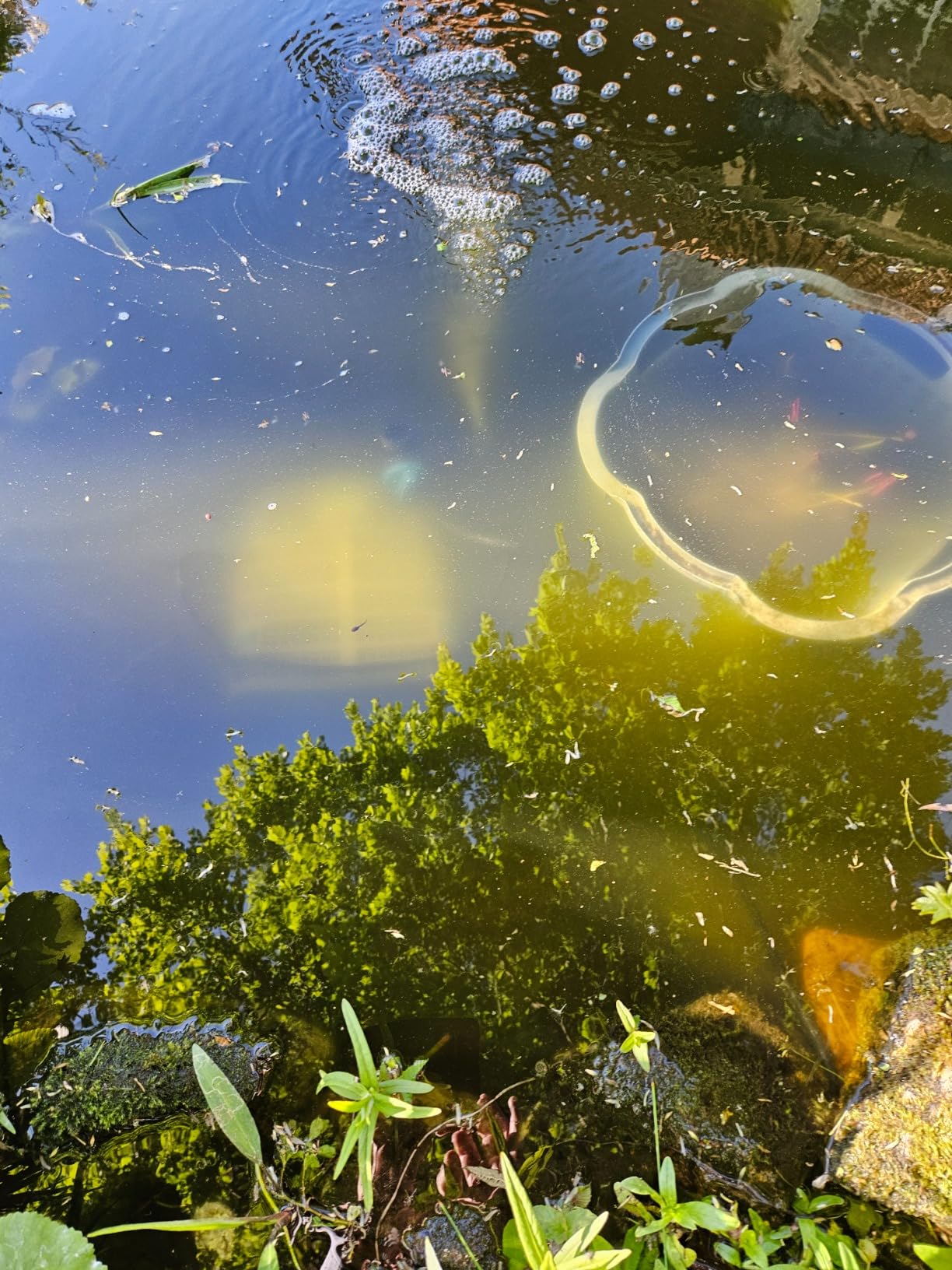 Grünes Wasser endlich weg