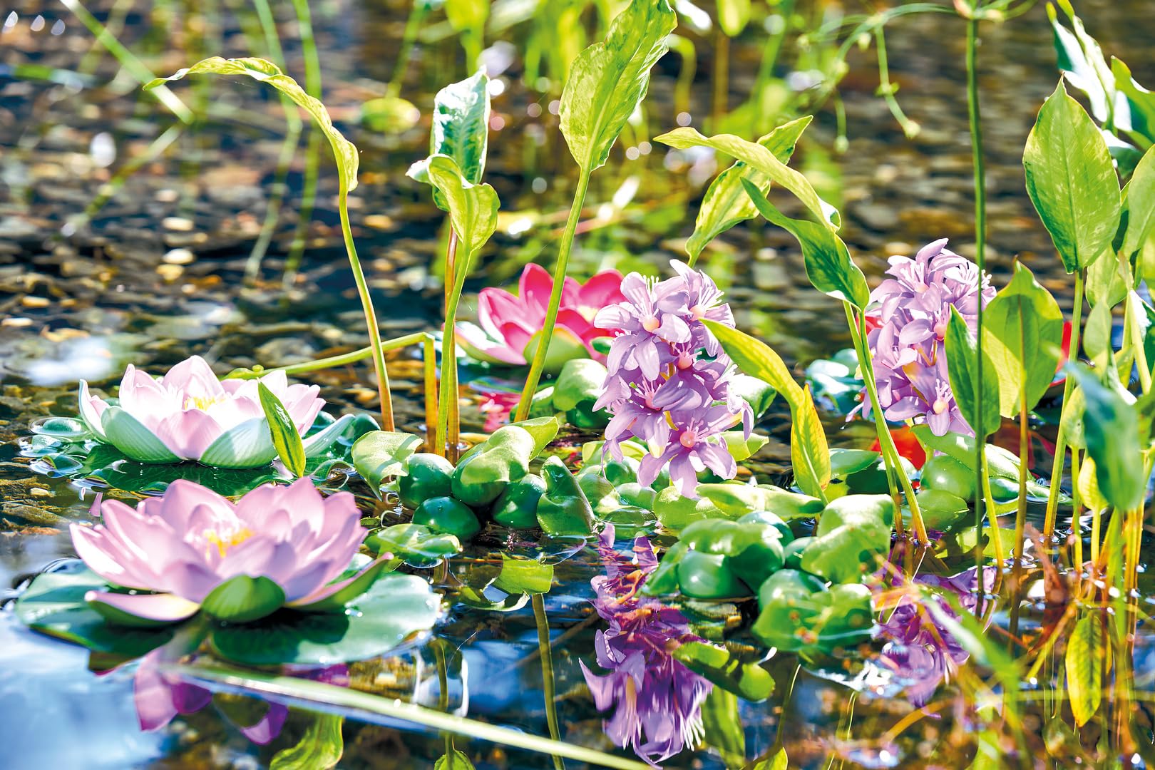 pontec-pondohyacinth-blooming-schwimmende-teich-hyazinthe-kunstpflanze image 3