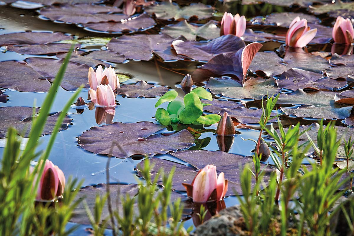 pontec-pondohyacinth-schwimmende-teich-hyazinthe-kunststoff-gr-n-14-cm image 4