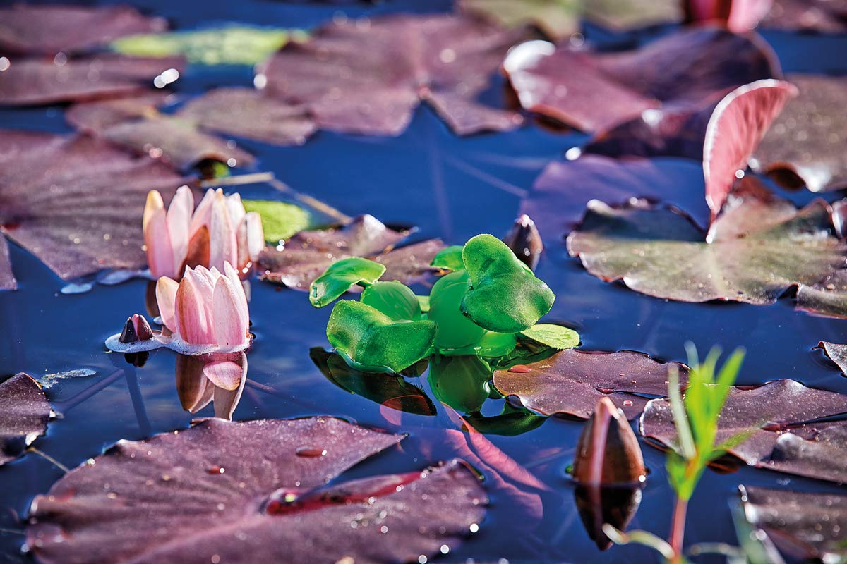 pontec-pondohyacinth-schwimmende-teich-hyazinthe-kunststoff-gr-n-14-cm image 3