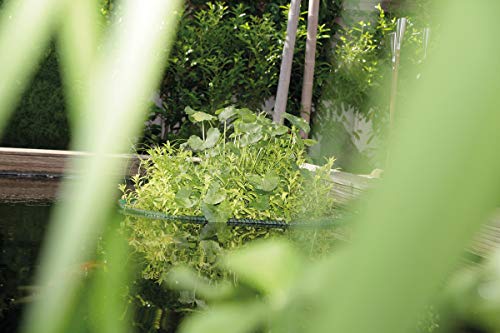 oase-pflanzinsel-rund-45-dekorative-schwimm-pflanzinsel image 6