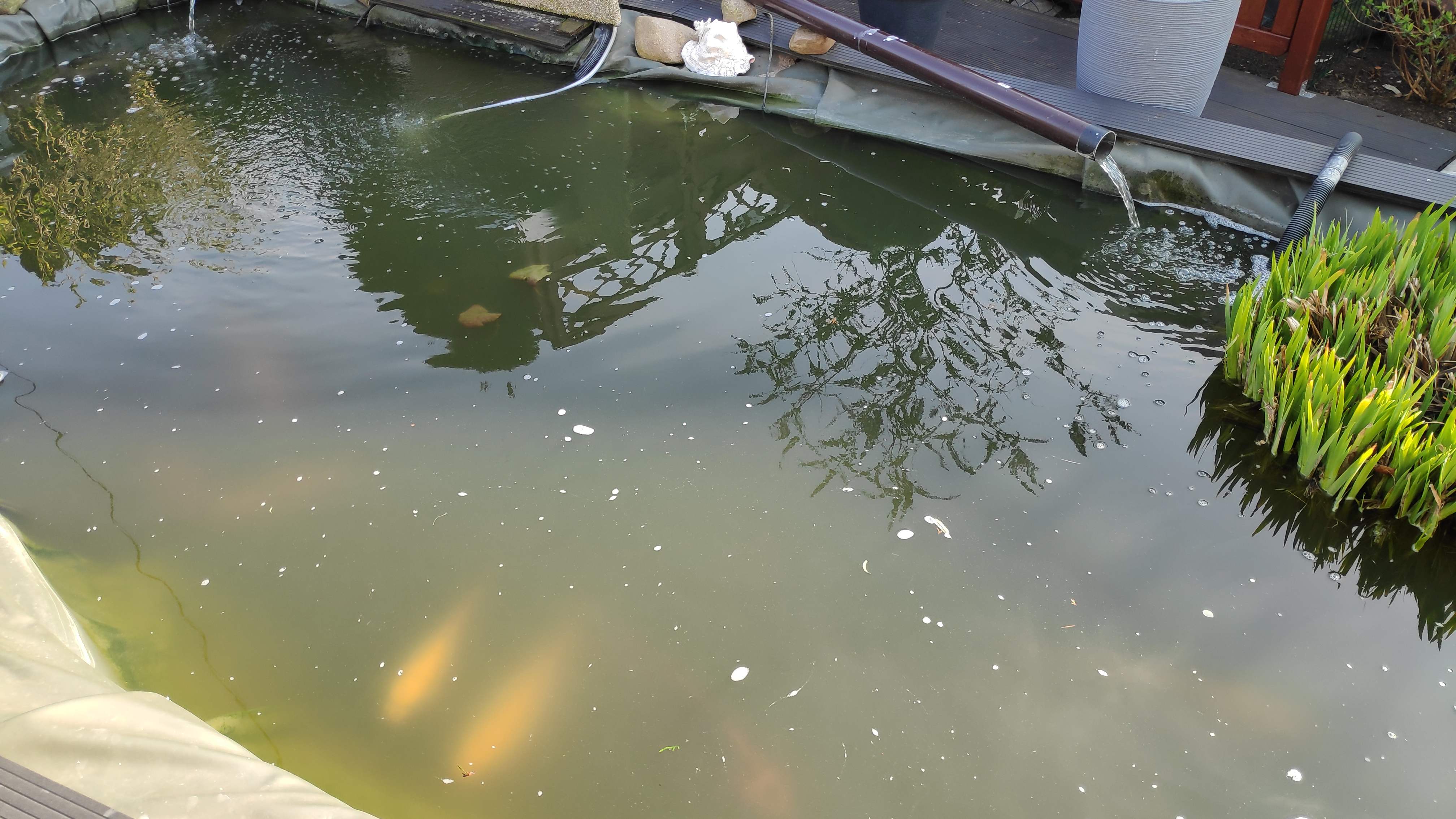 Grünes Wasser weg
